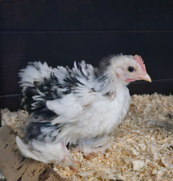 Stunning Frizzle Mottled Pekin Cockeral