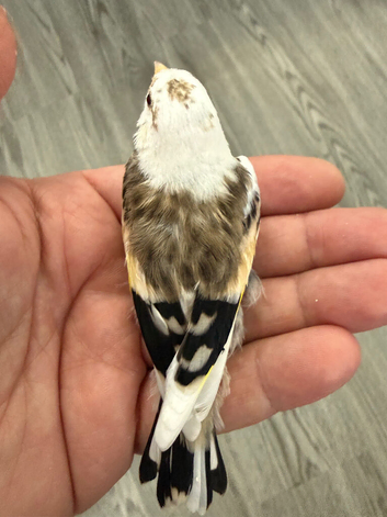2026 Pied or chev goldfinches