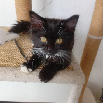 Kitten