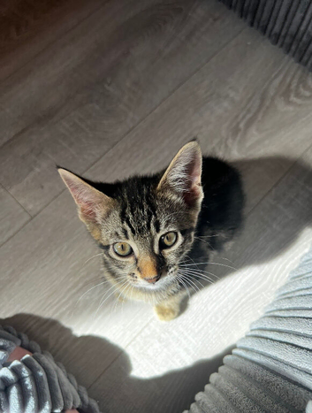 Rehoming our beautiful funny bengal