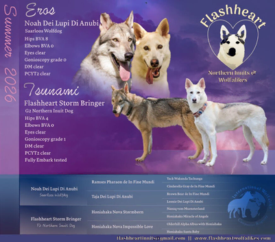 Northern Inuit puppies