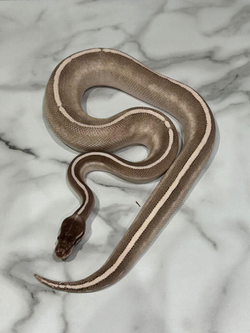 Royal Python Purple Passion 100% Het Ultramel