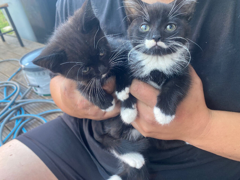 2 black and white kittens