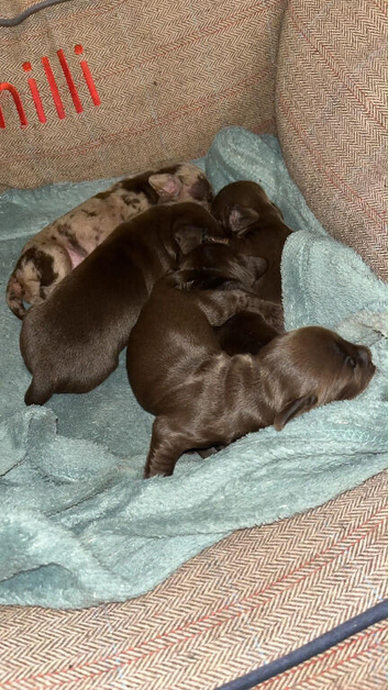 Dachshund cross English springer spaniel