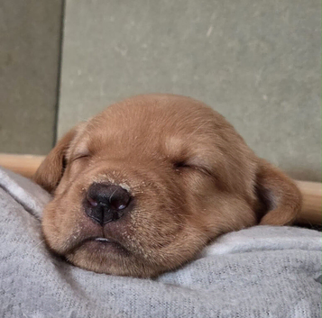 KC Registered Fox Red Labrador Puppies