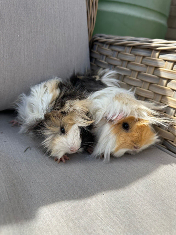 Now reserved . lovely pretty female guinea pigs .