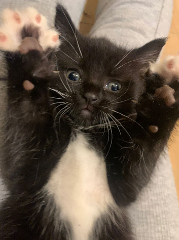 2 kittens for sale. Ready to go Friday!