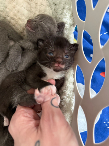 Siamese x kittens
