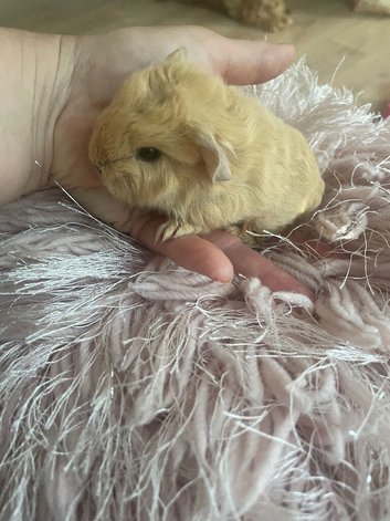 Baby Swiss boys