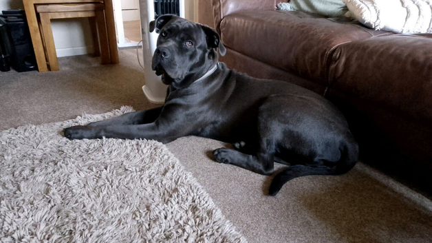 Cane Corso Male