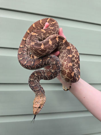 Female bull snake for sale!