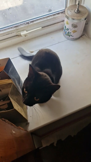 Male cat