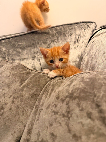 GORGEOUS KITTENS LOOKING FOR THEIR 4EVER HOMES