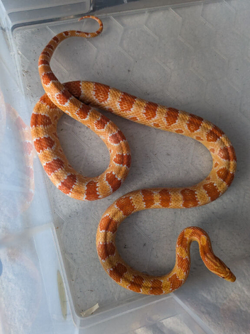 Amel scaled corn snake ( het microscale)