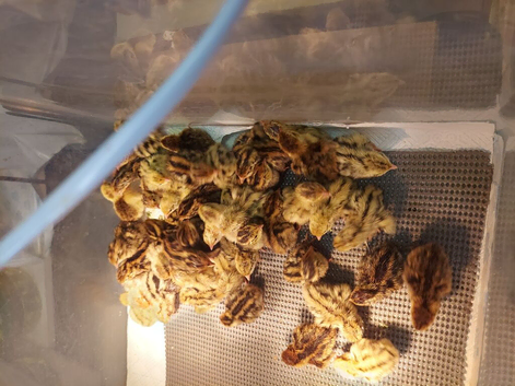Jumbo quails chick's and white buttons