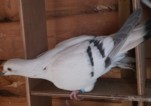 Ice pigeons for sale