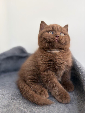 Cinnamon Male GCCF Pure Pedigree British Shorthair - Top Quality
