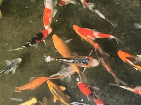 Japanese koi for Sale