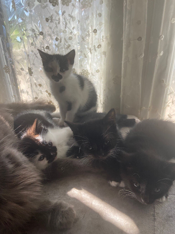 9 kittens for sale
