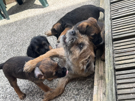 2 border terrier puppies for sale