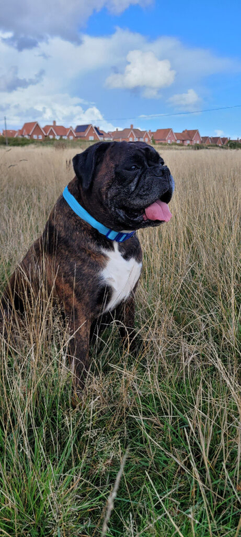 Boxer stud