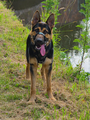 10 month German shepherd