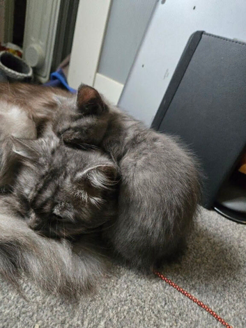 X2 beautiful doll face persian kittens