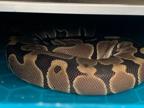 Ball pythons
