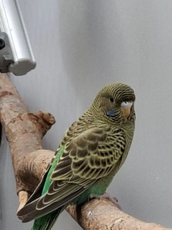 Black face baby budgie
