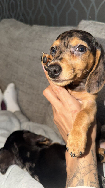 Miniature dachshund