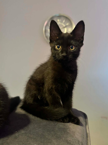 2 left girls British short hair cross kittens