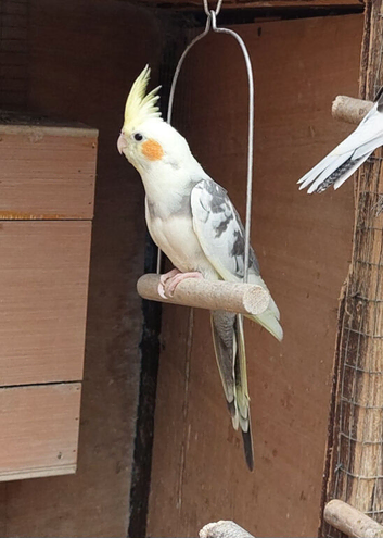 Beautiful pied baby ready now