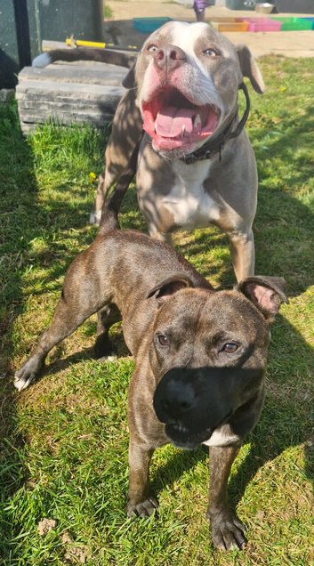 Roctet staffie