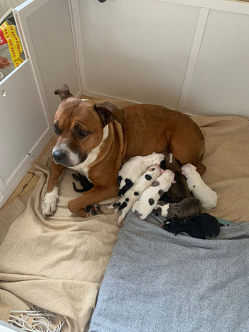 10 lovey puppies looking for there loveing homes