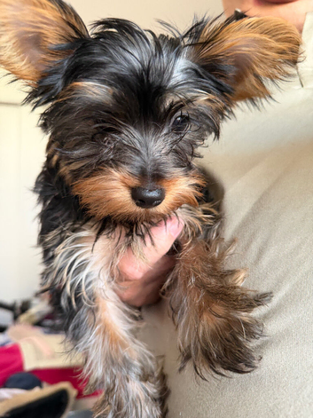 Male and female Yorkshire terrier pups