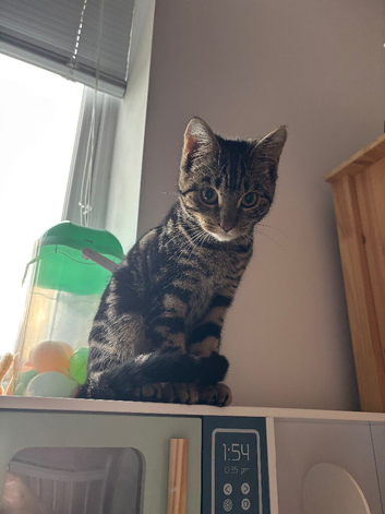 Beautiful tabby mix