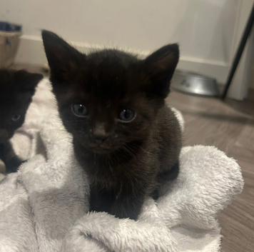 &pound;400 1f3female black smoke savanna with markings