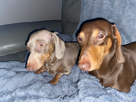 Mini dachshund