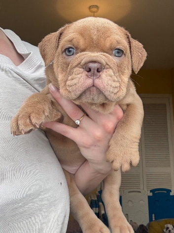 Female English bulldog puppies