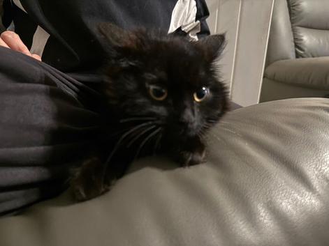 Fluffy black cat