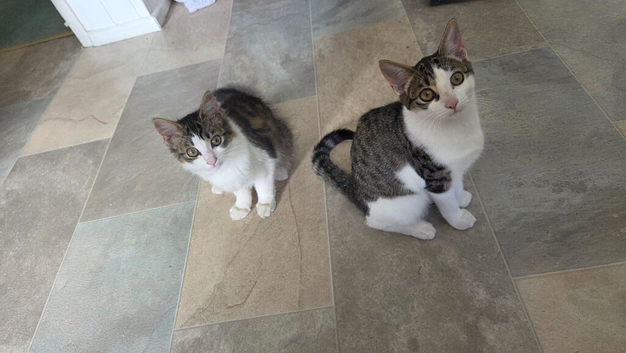 2 Femal kittens for sale must go to a loving home.