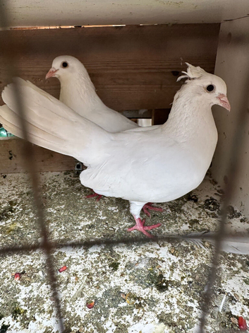 Free fantails