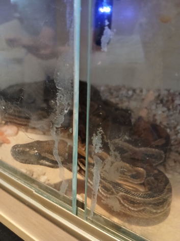 A black pastel royal python for sale