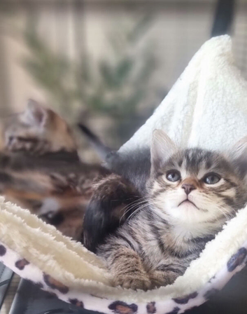 Mainecoon x bengal kittens