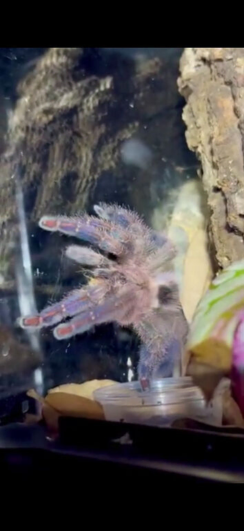 Adult Female Y Diversipes