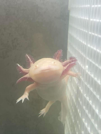 2 Axolotl's