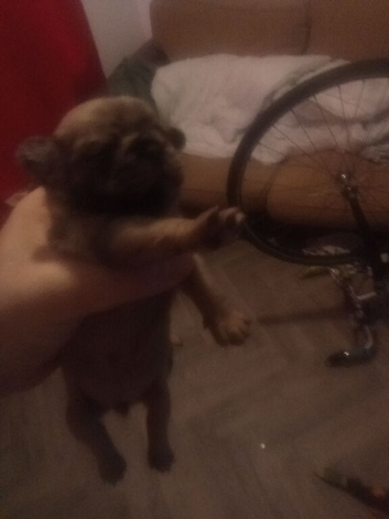 Pug puppies for sale