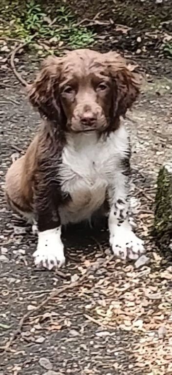 Castlegal spaniels
