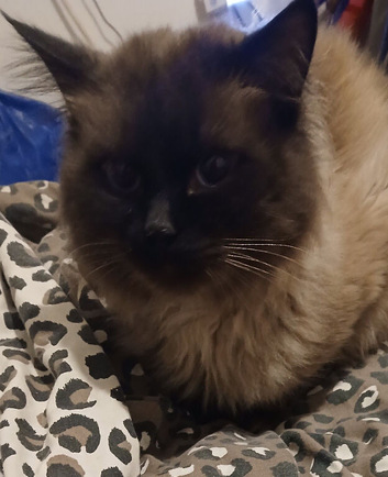 Ragdol seal point cat