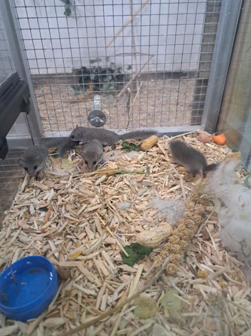 Micro squirrel family
